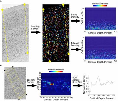 Cell-type-specific densities in mouse somatosensory cortex derived from scRNA-seq and in situ RNA hybridization